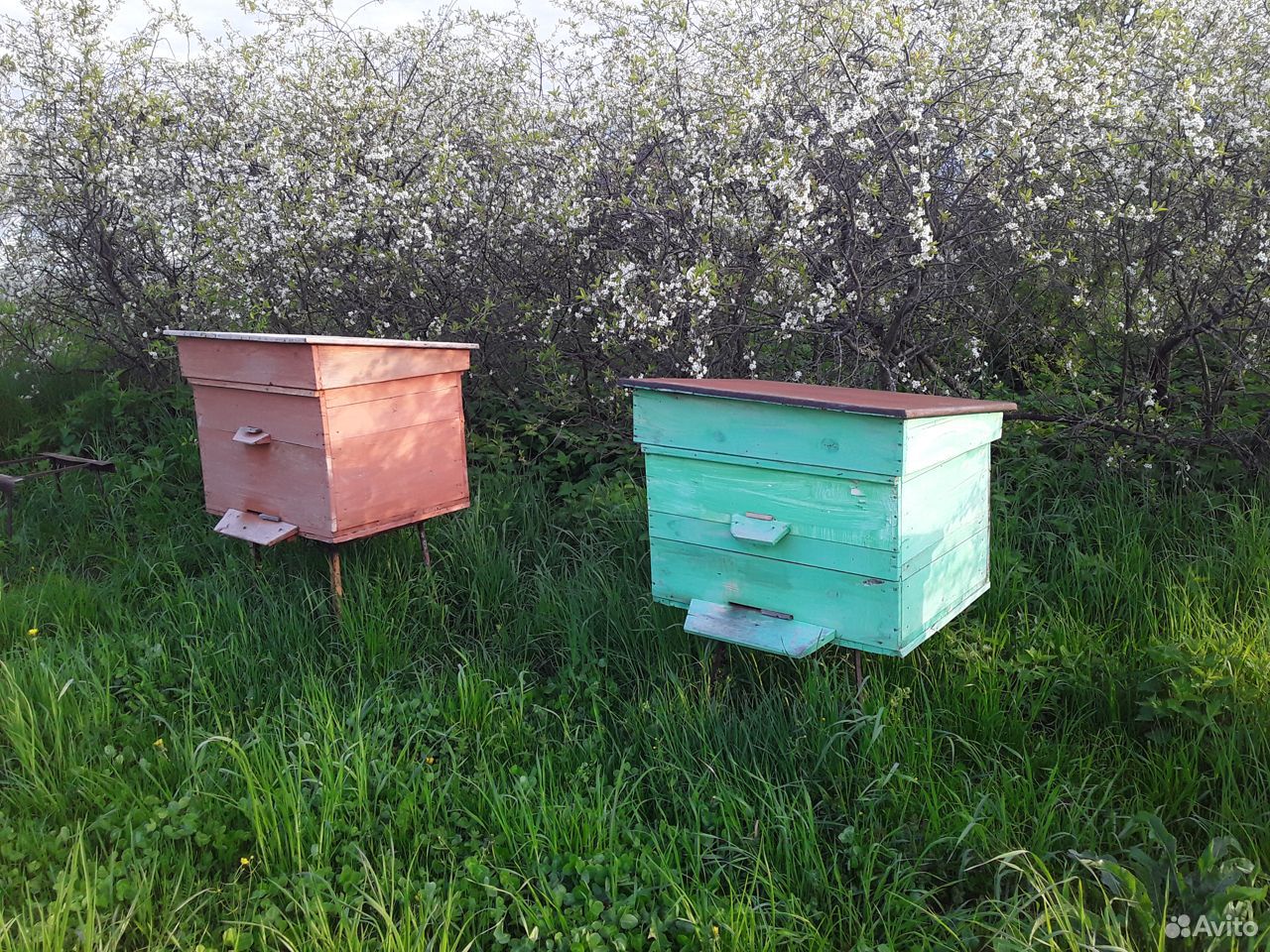 Пчелы 2 шт. (2 улья) купить на Зозу.ру - фотография № 1