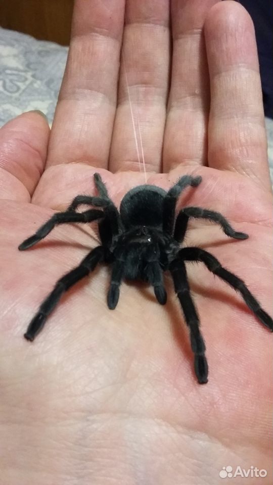 Паук птицеед Grammostola pulchra