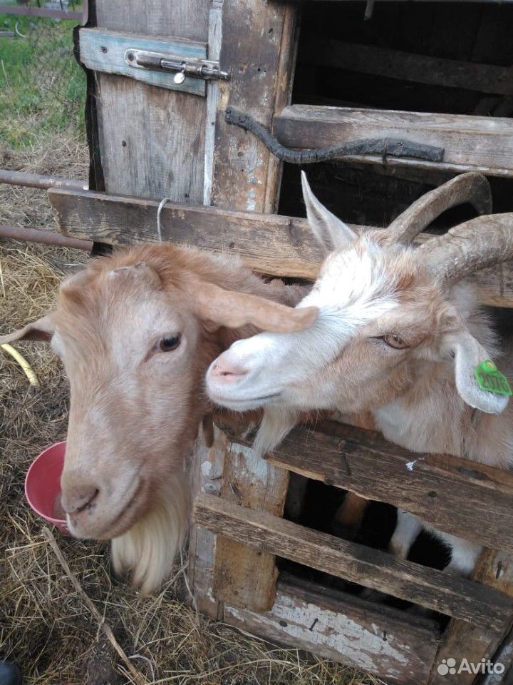 Продам быков, телочек, телят, коз купить на Зозу.ру - фотография № 3