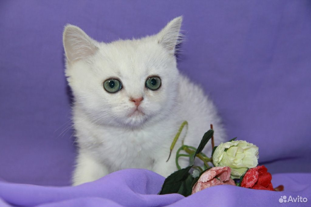 Серебрянный котик Хью купить на Зозу.ру - фотография № 5