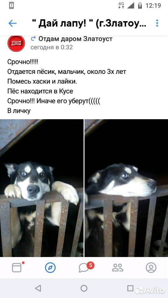 Собака, пёс, 3 года, помесь хаски и лайки купить на Зозу.ру - фотография № 2