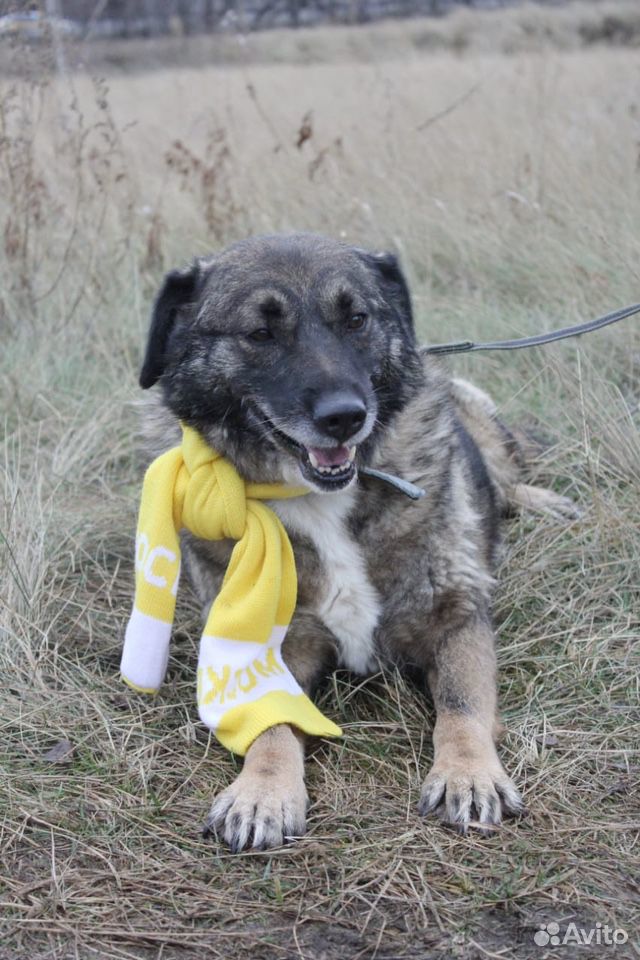 Чудесная добрая собака для семьи в дар купить на Зозу.ру - фотография № 6