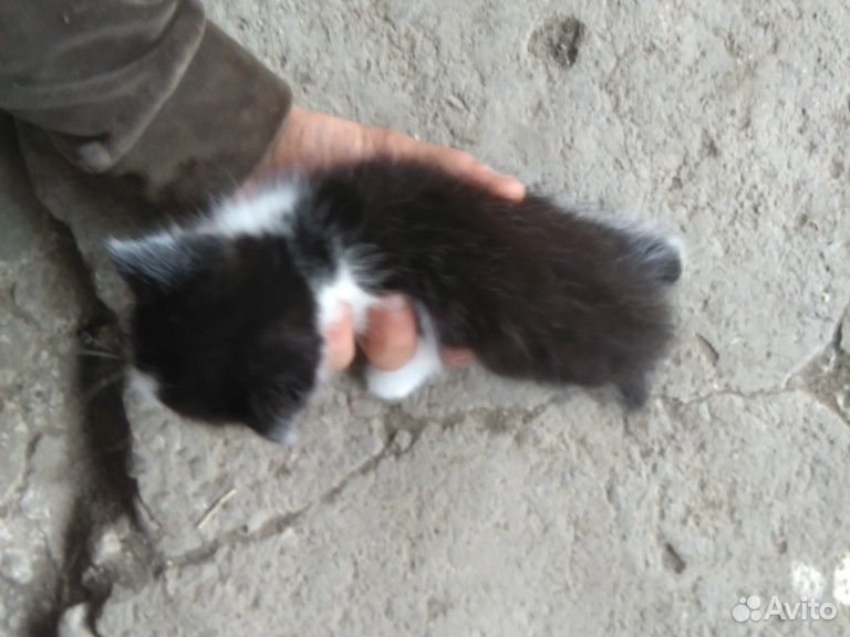 Отдадим в хорошие руки трёх котят купить на Зозу.ру - фотография № 2