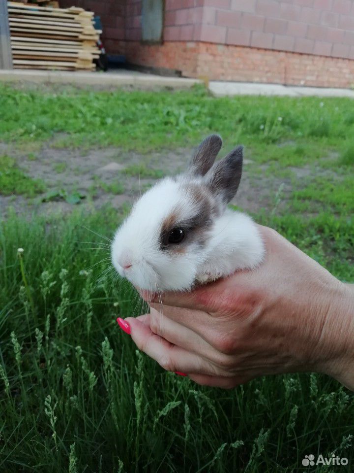 Крольчата купить на Зозу.ру - фотография № 6