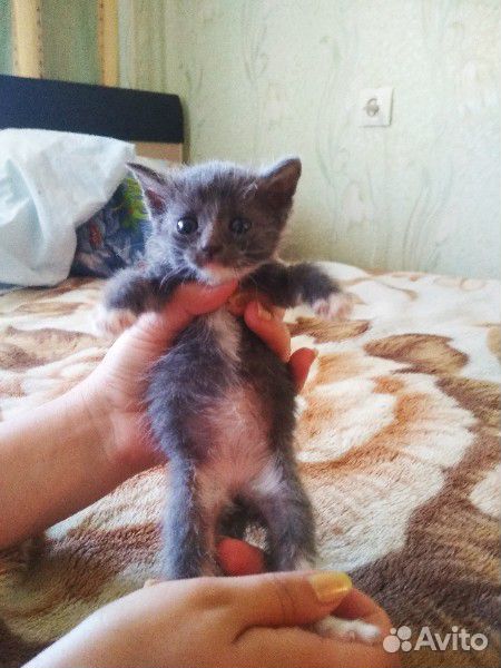 Котята 1 месяц в добрые руки купить на Зозу.ру - фотография № 3