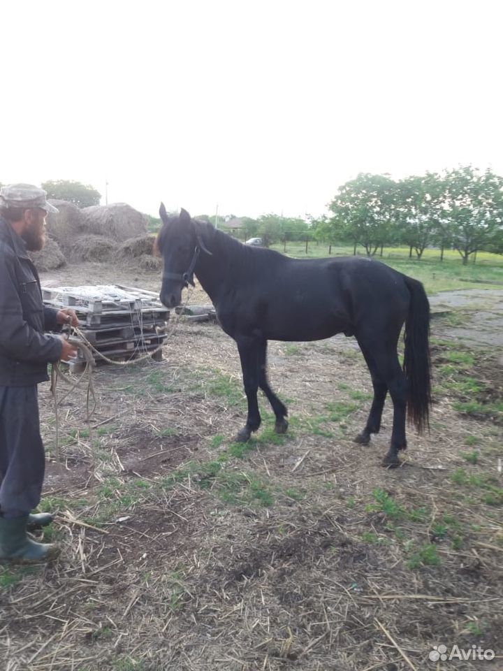 Лошадь,конь,жеребец купить на Зозу.ру - фотография № 4