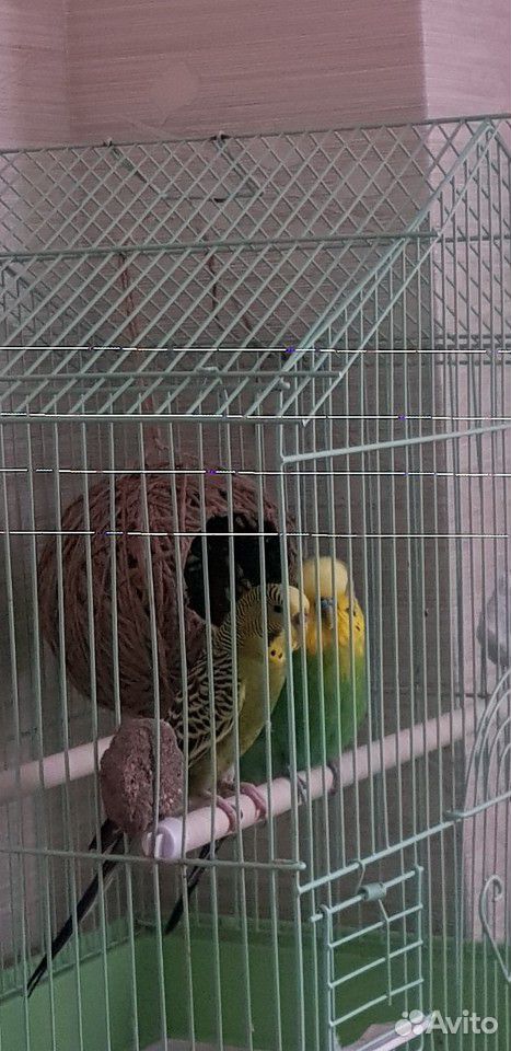Гнезда для попугаев купить на Зозу.ру - фотография № 5