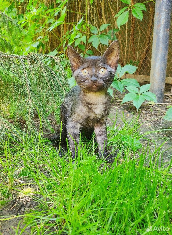 Красивые котята в дар купить на Зозу.ру - фотография № 3
