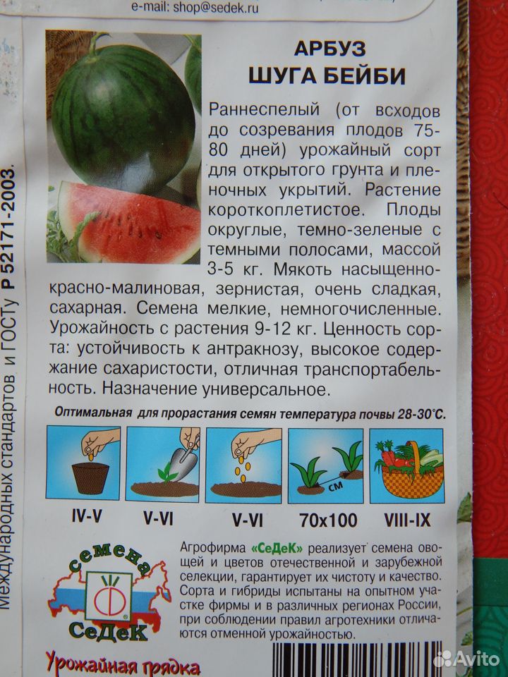 Саженцы раннеспелого арбуза Sugar Baby купить на Зозу.ру - фотография № 3