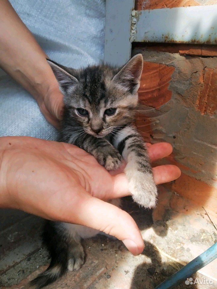 Бесплатно котята купить на Зозу.ру - фотография № 3