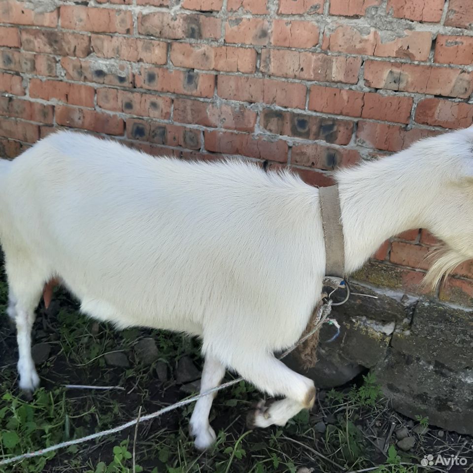 Продаётся коза дойная и козёл купить на Зозу.ру - фотография № 1