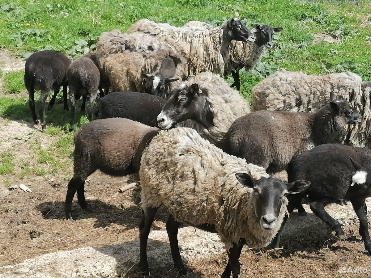Овцы ягнята купить на Зозу.ру - фотография № 5