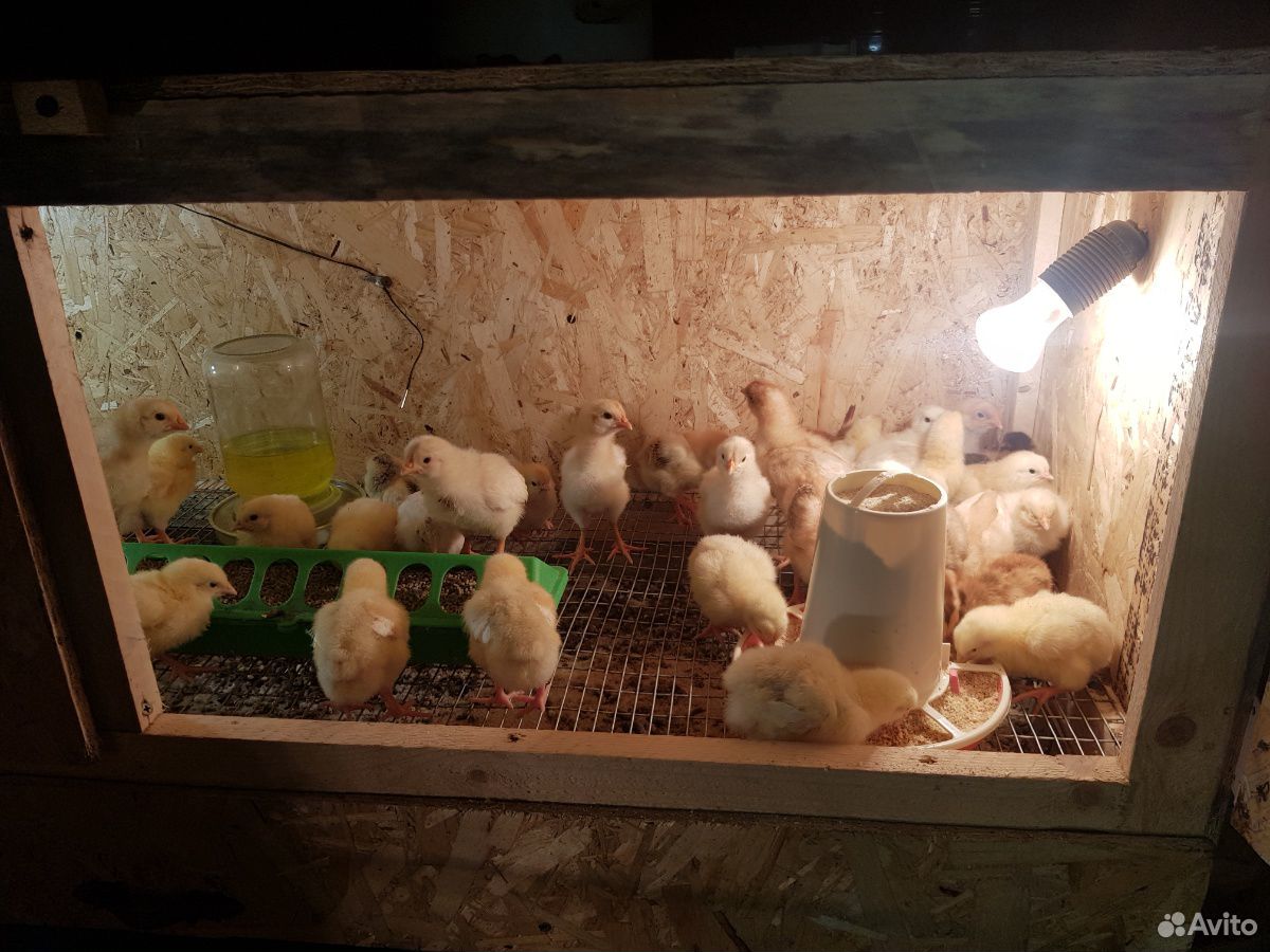 Продам цыплят от домашних несушек купить на Зозу.ру - фотография № 2