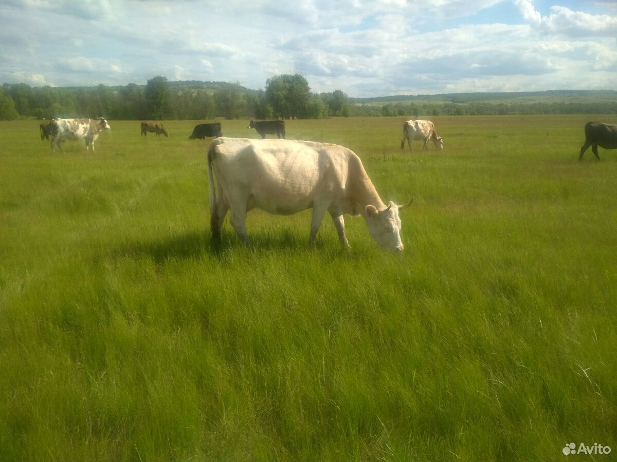 Коровы стельные купить на Зозу.ру - фотография № 3