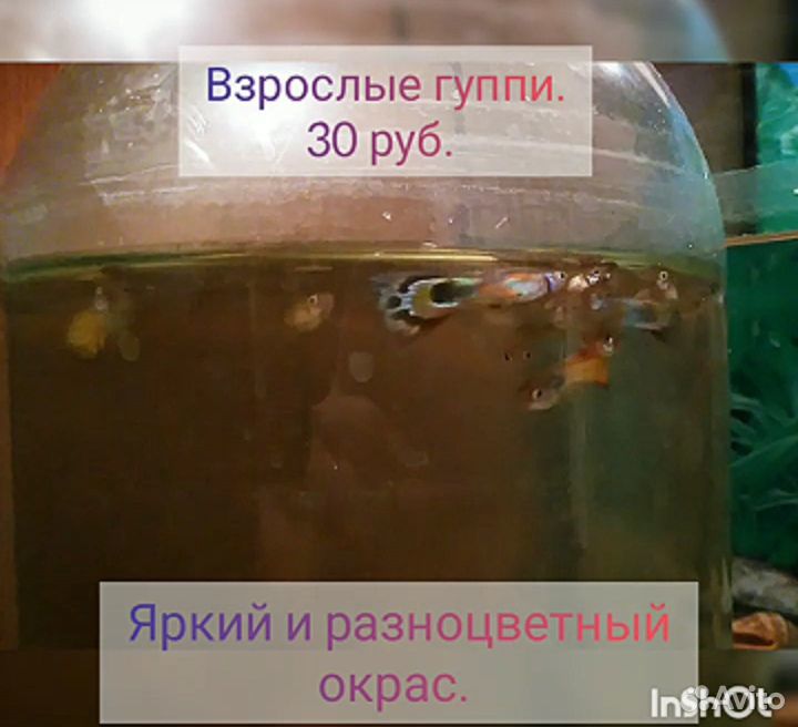 Рыбки гуппи купить на Зозу.ру - фотография № 1