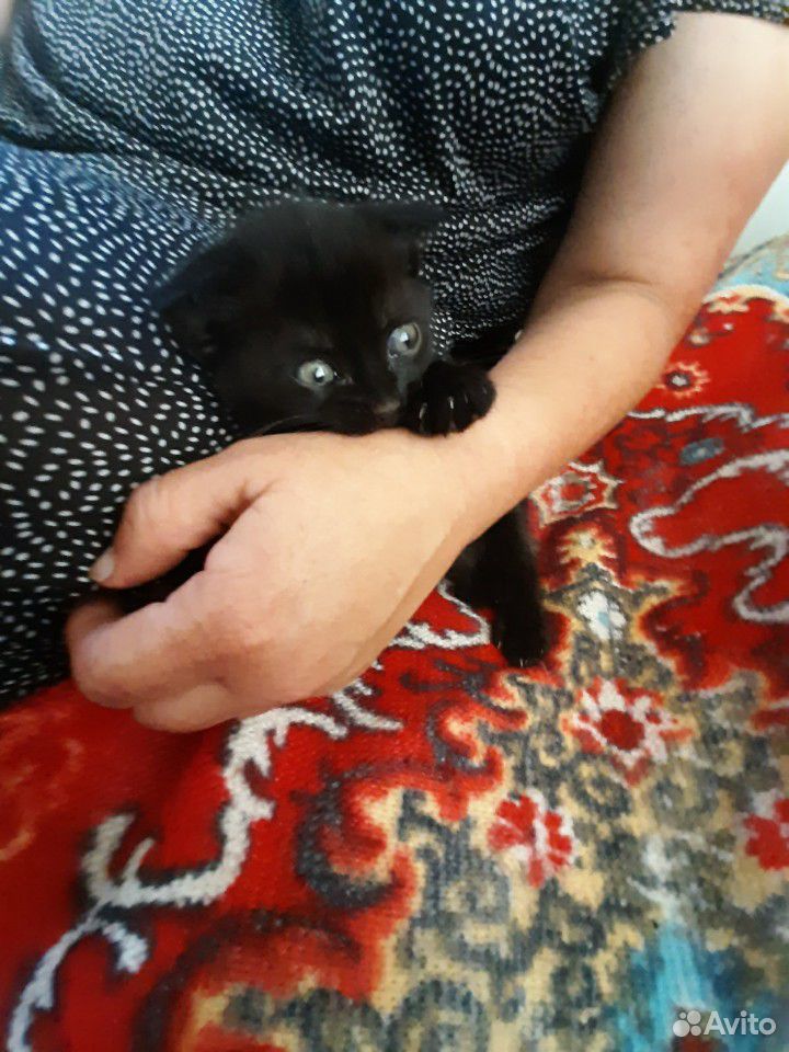 Котёнок вислоухий купить на Зозу.ру - фотография № 3