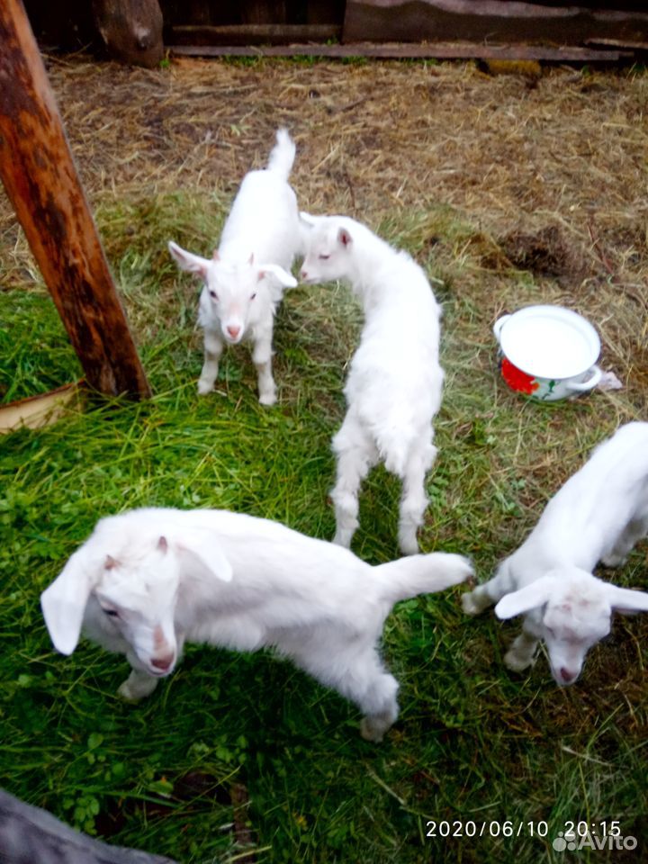 Козлики от зааненских коз купить на Зозу.ру - фотография № 4
