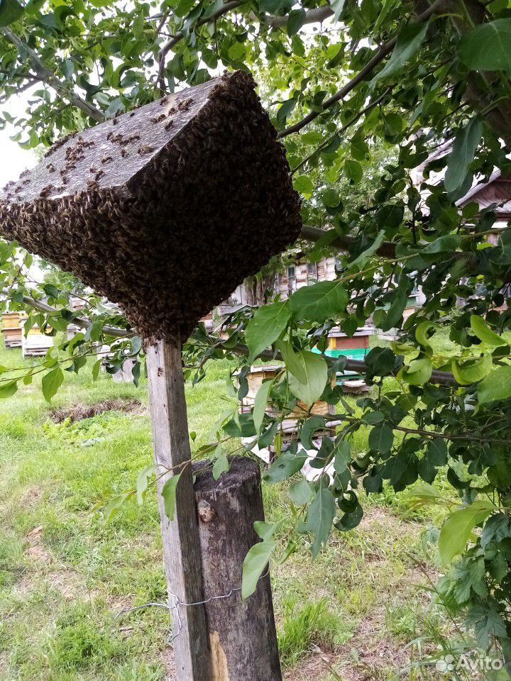 Продам рои средне русской пчелы купить на Зозу.ру - фотография № 3