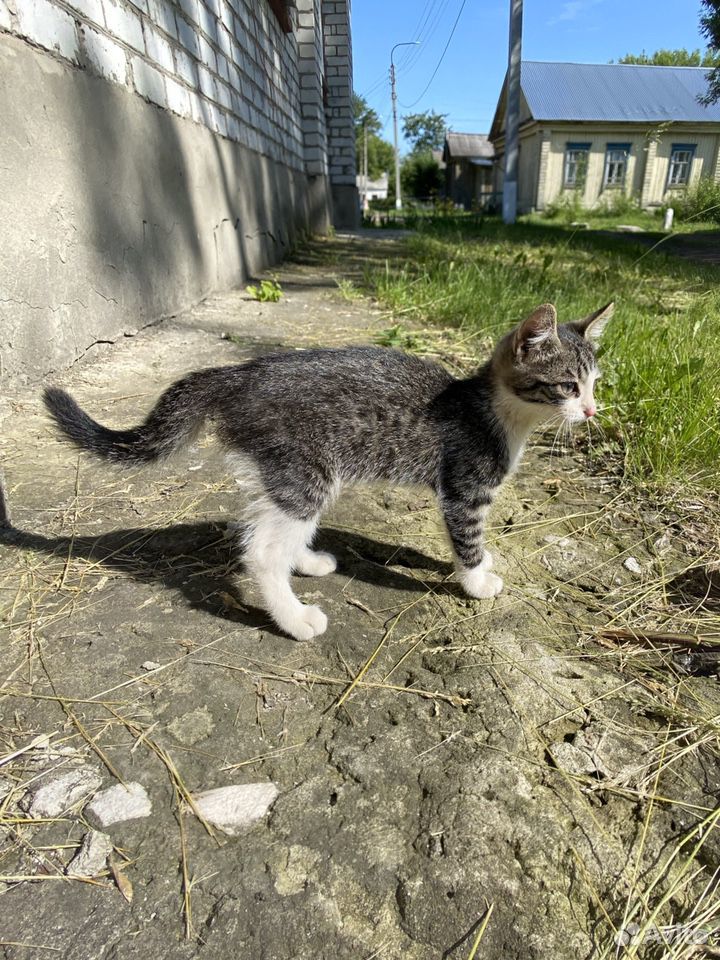 Малыш котик купить на Зозу.ру - фотография № 6
