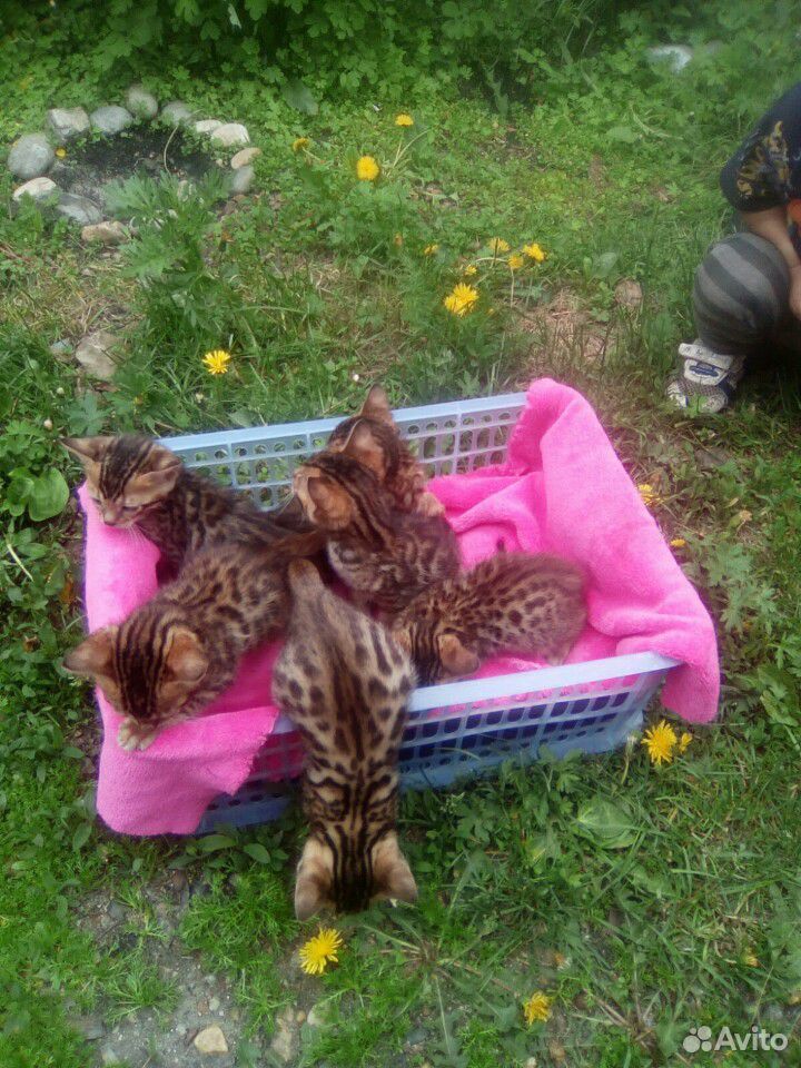 Бенгальские котята купить на Зозу.ру - фотография № 8