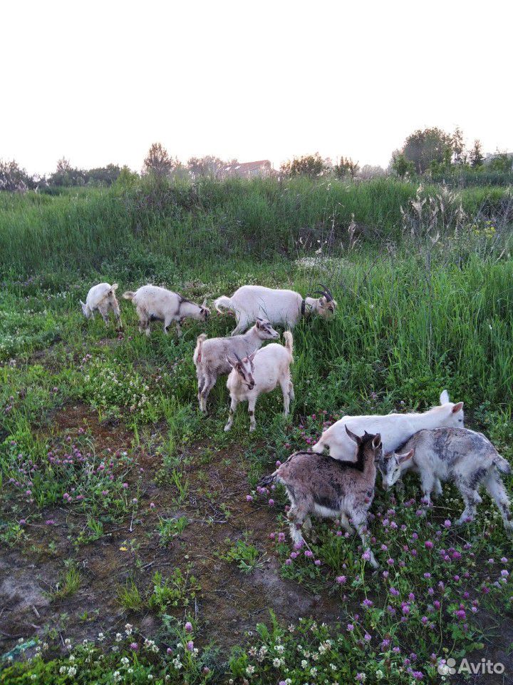 Молочные козы и козлята купить на Зозу.ру - фотография № 2