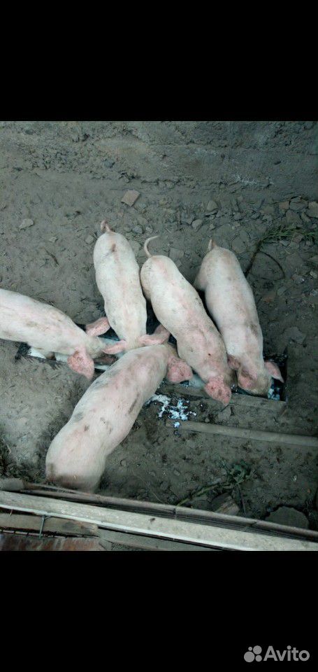 Поросенок ландрас мясная порода купить на Зозу.ру - фотография № 3