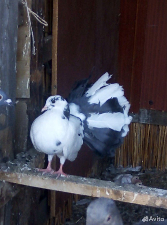 Молодые голуби купить на Зозу.ру - фотография № 2