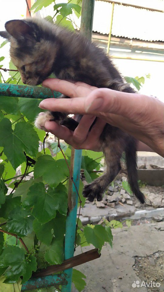 Котята бесплатно в добрые руки купить на Зозу.ру - фотография № 2