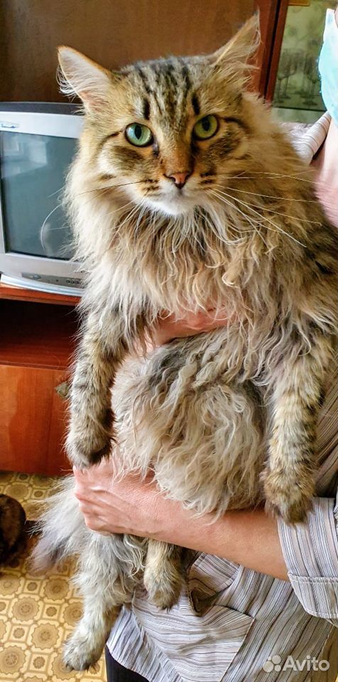 Огромный кот купить на Зозу.ру - фотография № 1