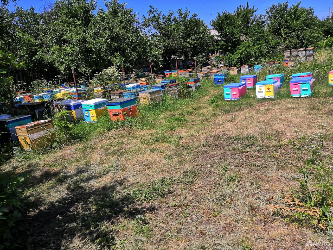 Продажа пчеломаток купить на Зозу.ру - фотография № 2