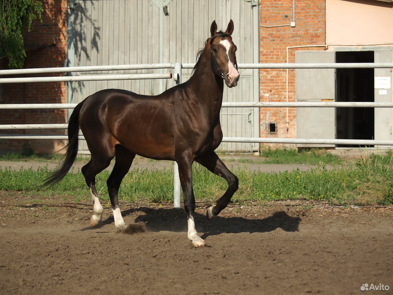 Продаю ахалтекинскую лошадь купить на Зозу.ру - фотография № 8