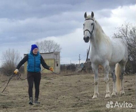 Тяжеловозные,орловские и спортивные лошади купить на Зозу.ру - фотография № 4