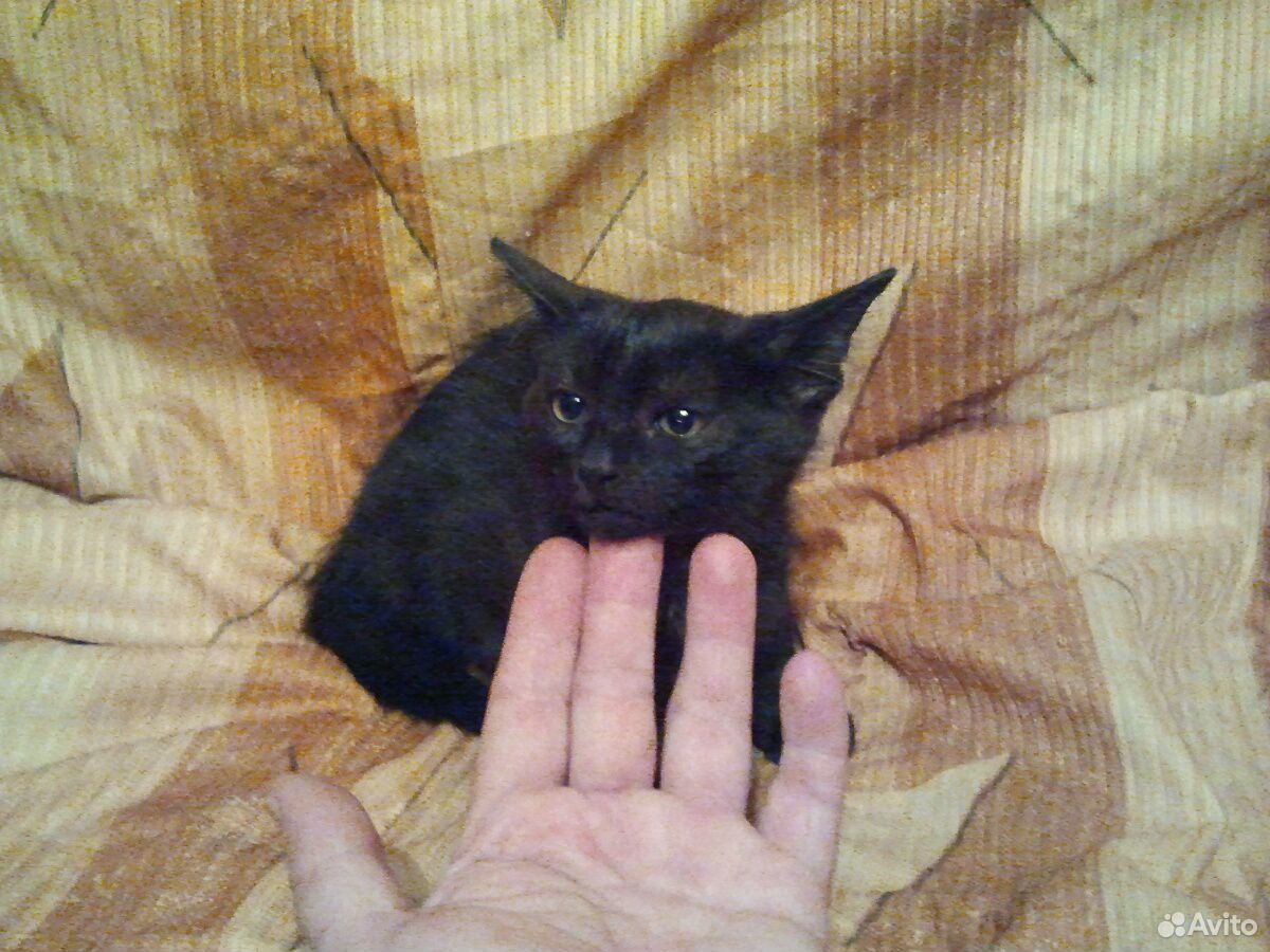 Котик самец в добрые руки купить на Зозу.ру - фотография № 5