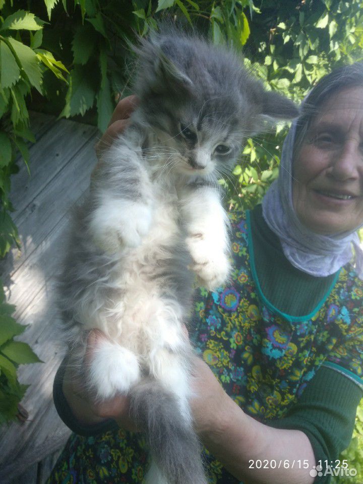 Отдам котят и кошку в хорошие руки купить на Зозу.ру - фотография № 5
