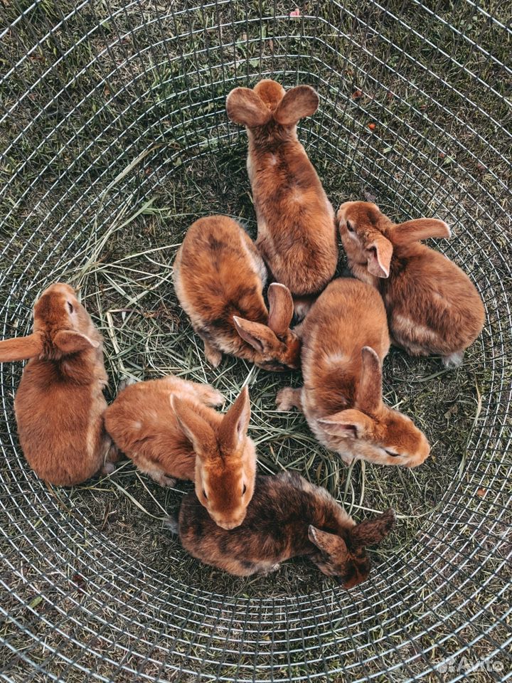 Крольчата породы «Рекс» купить на Зозу.ру - фотография № 1