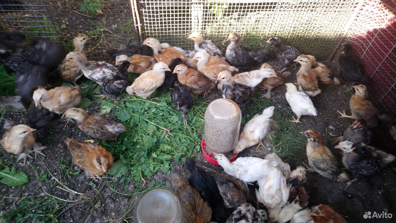 Цыплята домашние подрощенные,яйцо для инкубации купить на Зозу.ру - фотография № 1