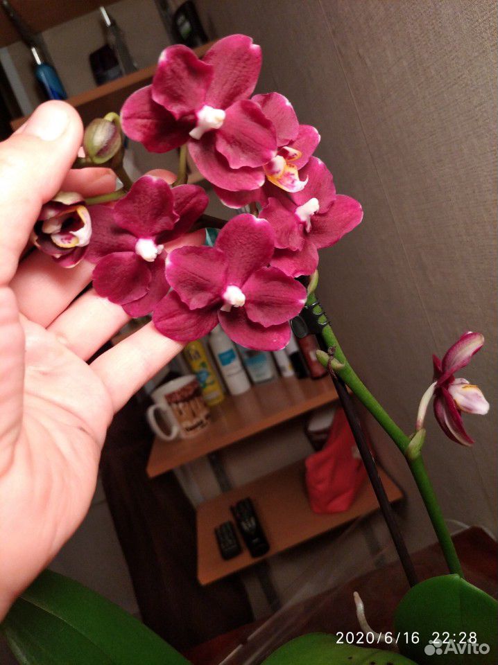 Орхидея фаленопсис комплект купить на Зозу.ру - фотография № 2