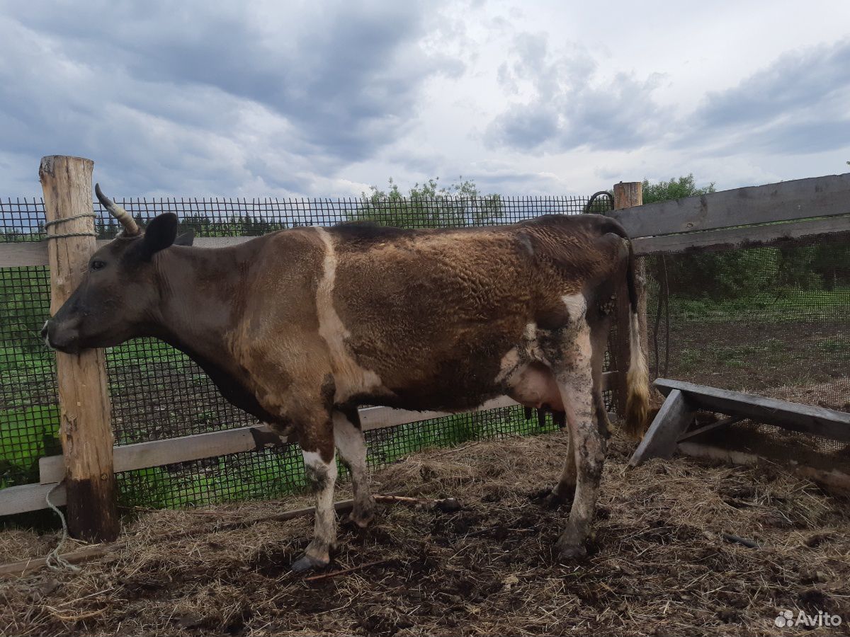 Корова дойная купить на Зозу.ру - фотография № 2