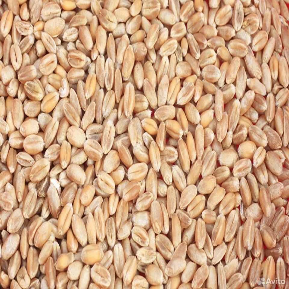 Пшеница в мешках купить на Зозу.ру - фотография № 2