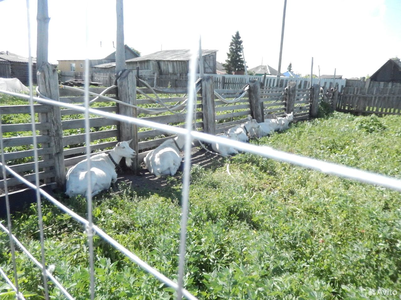 Предлагаю молочных коз с козлятами купить на Зозу.ру - фотография № 2