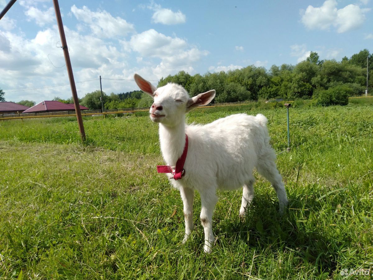 Купить козу в нижегородской. Авито Саранск животные. Купить козу в Ульяновской области на авито свежие объявления.