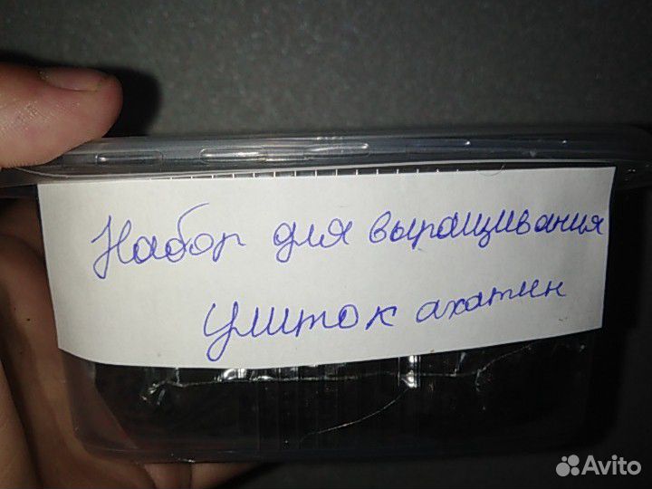 Набор для выращивания улиток Ахатин купить на Зозу.ру - фотография № 1