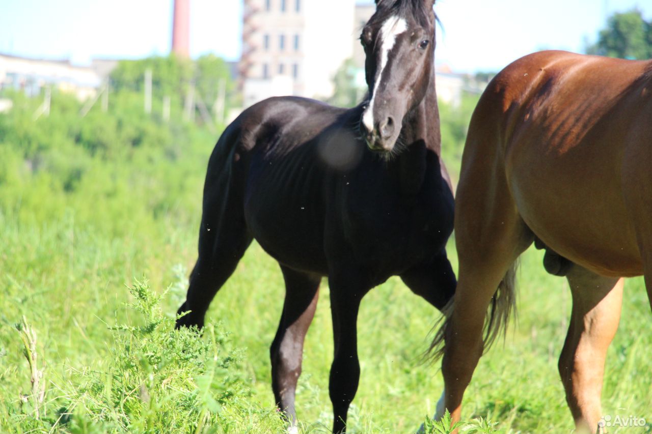 Лошади купить на Зозу.ру - фотография № 2