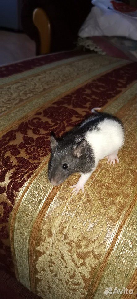 Крысенок купить на Зозу.ру - фотография № 4
