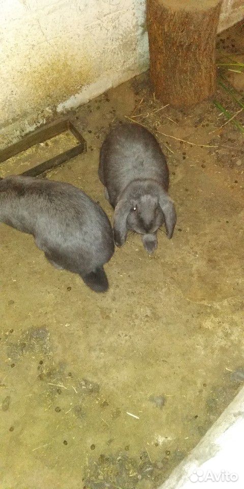 Кролики породы Французкий баран купить на Зозу.ру - фотография № 4