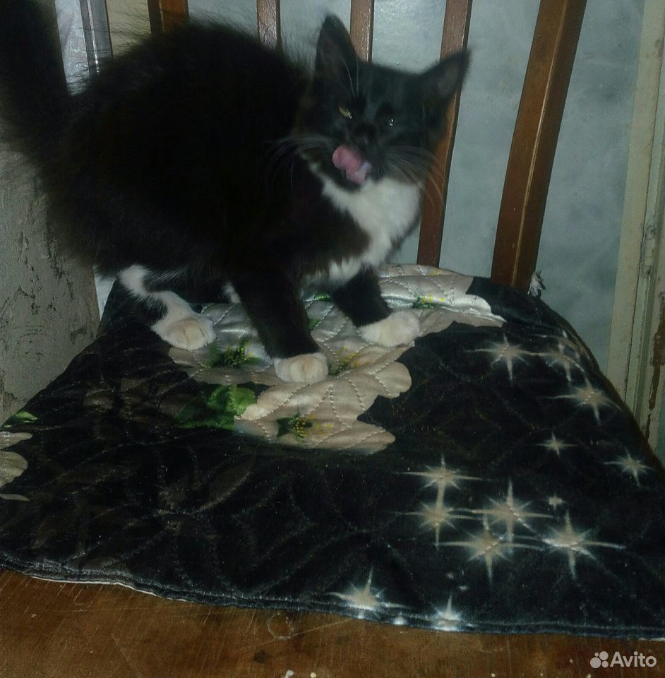 Котёнок девочка ищет дом купить на Зозу.ру - фотография № 1