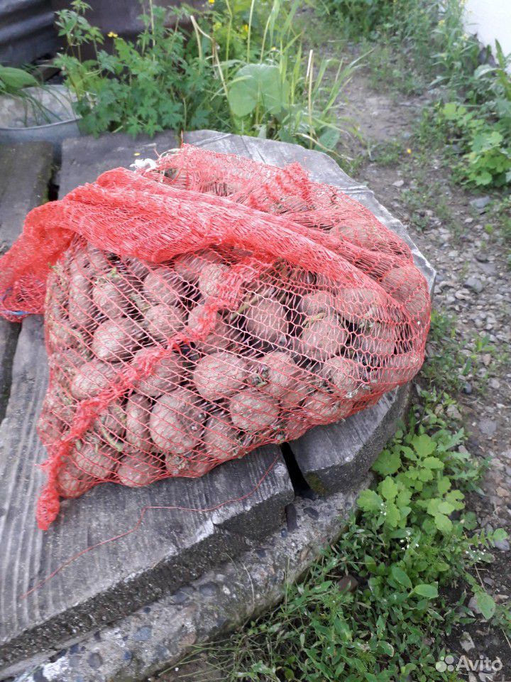 Картофель на корм скоту ведер 15 купить на Зозу.ру - фотография № 1