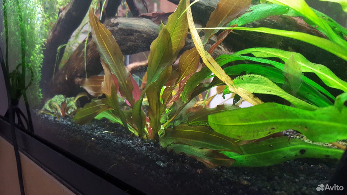 Растение для аквариума (Эхинодорус Синусоид) купить на Зозу.ру - фотография № 1