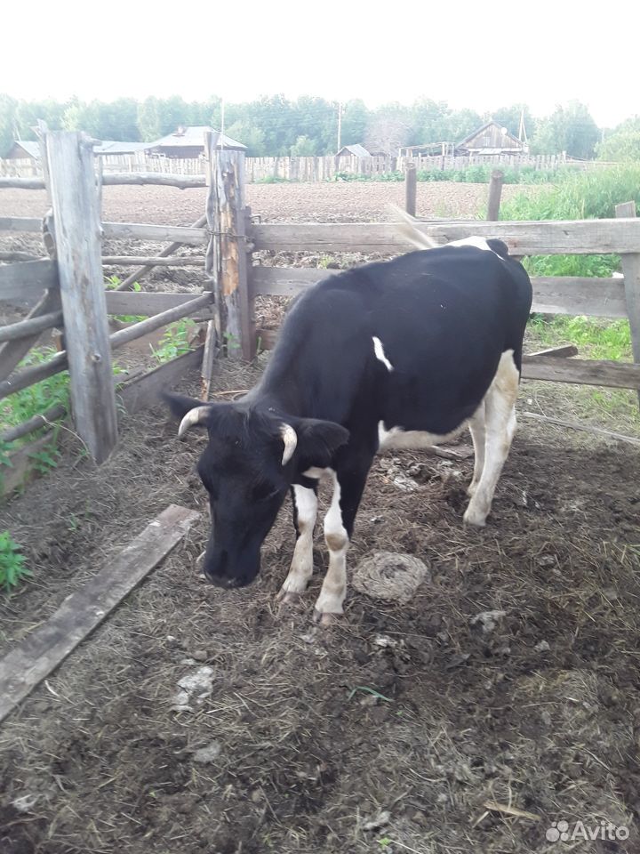 Продадим молочную корову купить на Зозу.ру - фотография № 2
