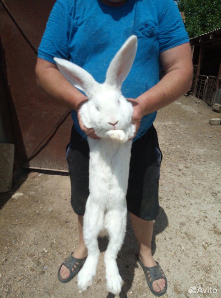 Кролики на завод купить на Зозу.ру - фотография № 3